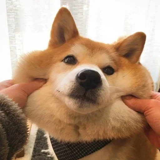 сиба-ину, shiba inu, акита сиба ину, собака шиба ину, сиба ину акита ину