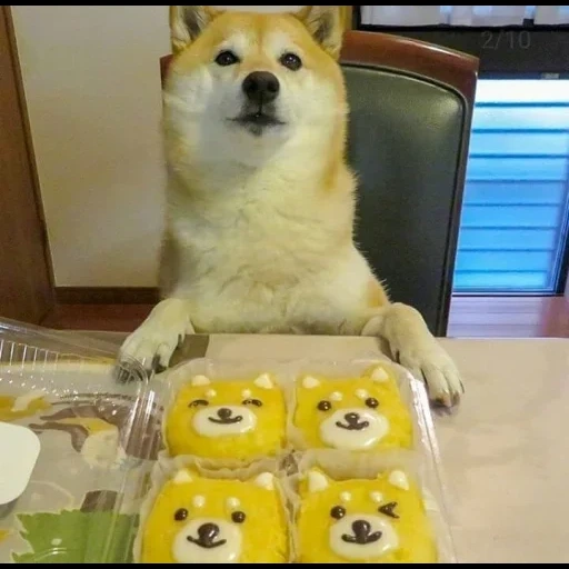 doge, doge мем, сиба-ину doge, doge original, doge come here