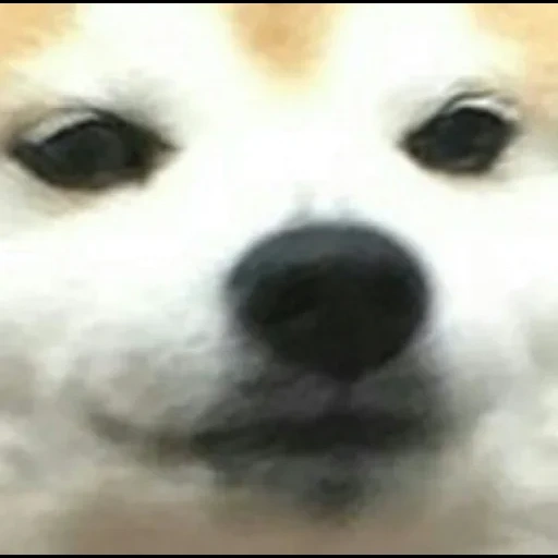 doge, shiba, собака, shiba inu, грустный doge
