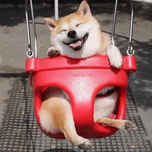 сиба ину, шиба ину, shiba inu, shiba inu dog, смешные сиба ину