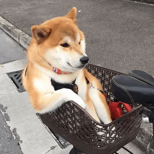 сиба-ину, шиба ину, shiba inu, собака сиба, сиба ину смешные