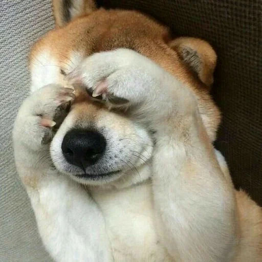 сиба ину, shiba inu, щенки акита ину, смущенный щенок, сиба ину акита ину