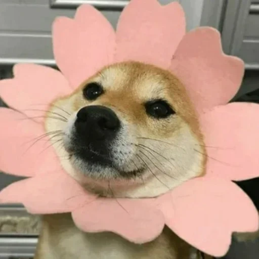 сиба ину, shiba inu, shiba inu dog, милые собачки, мем собака цветочками
