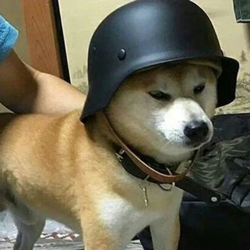 круче, doggo, собака, shiba inu, doge шлеме