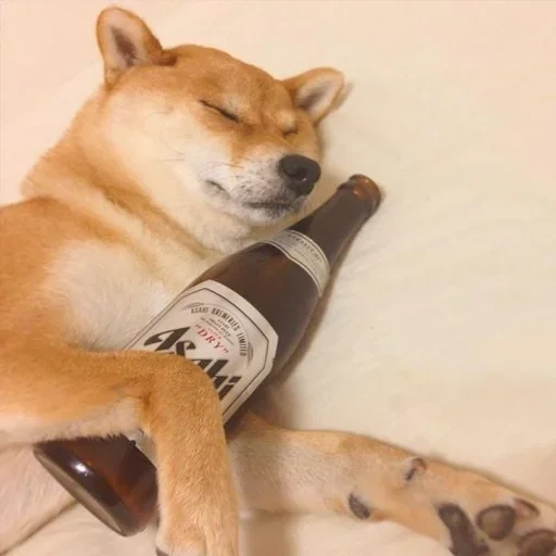 ину сиба, shiba alcohol, сиба ину doge, собака пивом мем, сиба ину бутылкой