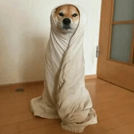 сабир, собака, однако, сильный мороз, собака одеяле