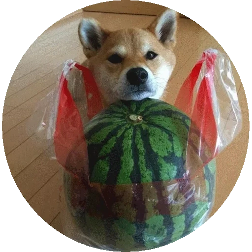 shiba, watermelon, shiba inu, watermelon corgi, watermelon dog