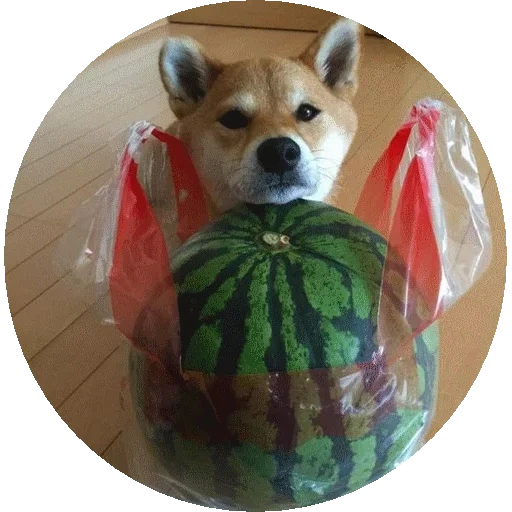 shiba, anguria, shiba inu, corgi watrmelon, cane dell'anguria