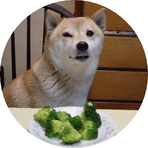 shiba inu, siba iu meme, siba inu doge, shiba inu meme, perro siba iu meme