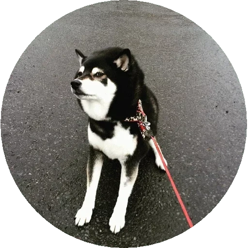 heskey, shiba dog, black husky, black shiba dog, shiba dog