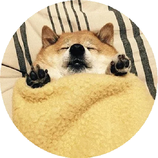 сиба ину, shiba inu, шиба ину догги, сиба ину собака