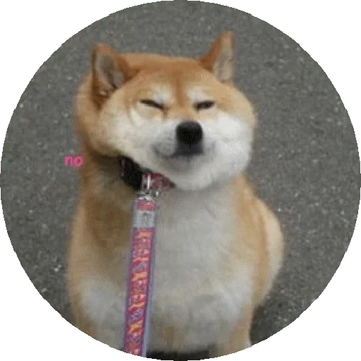 chai dog, akita inu, shiba inu, der chaiba bonus, japanische hunderasse shirai