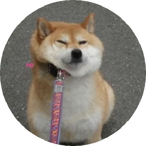 anjing kayu bakar, anjing akita, shiba inu, bonus chaiba, anjing jepang