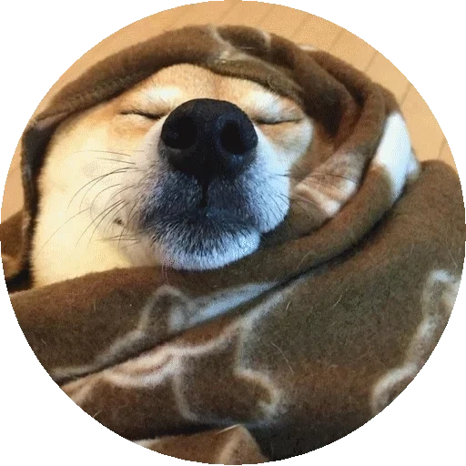 shiba, perro, meme de perro, perro sonriente