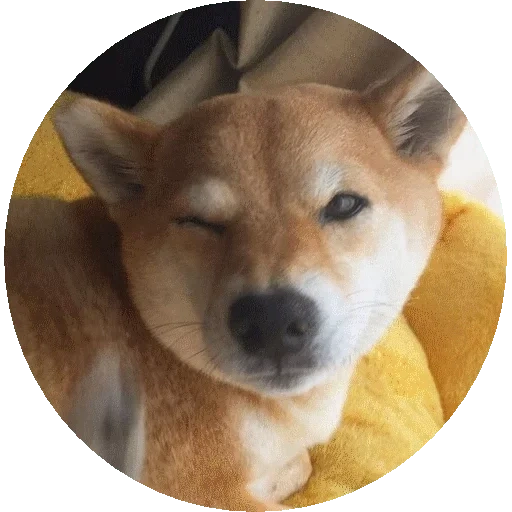 шиба ину, сиба-ину, shiba inu, сиба ину рыжий, собака шиба ину