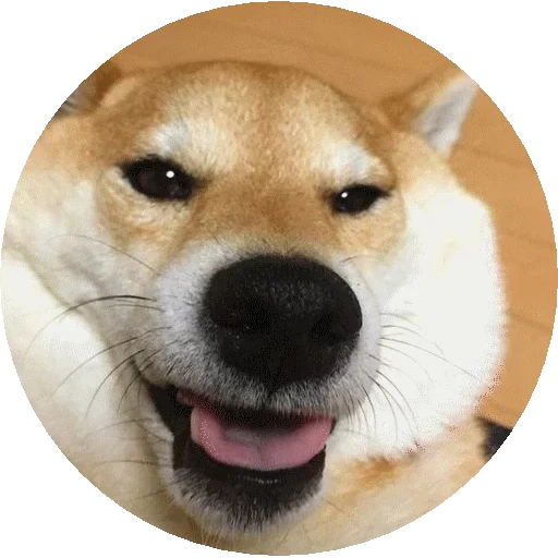 cão de madeira, cão akita, cidade de akita, chiba dog akita