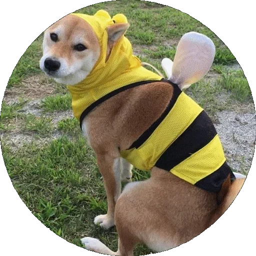 abbigliamento per cani, il cane è giallo, costume da cane grande dolemi, petmax clothes of dogs 99 california, cane impermeabile cane diventato intelligente nanobreaker 66 cm