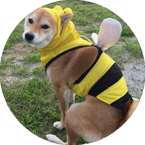 roupas de cachorro, cachorro amarelo, terno de cachorro grande doglemi, roupas de cachorro petmax 99 califórnia, cachorro gone inteligente nano-buraco pluviômetro 66cm