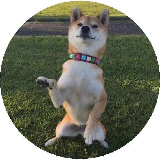 chai dog, chai dog, akita inu, the siba dog