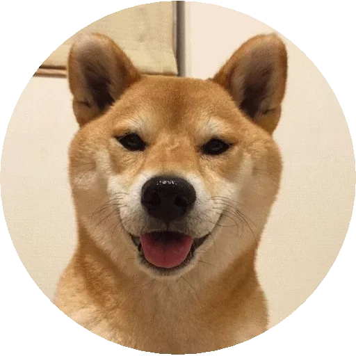 shiba inu, siba inu, siba è una razza, shiba è un cane, il cane da razza di siba