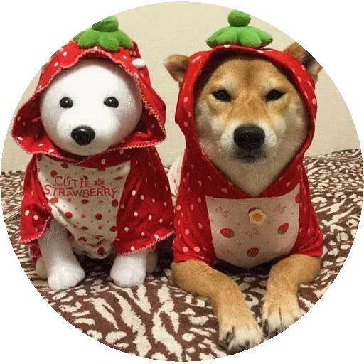 chai dog, shiba inu, chai dog, chiba inu akita inu, beagle weihnachten
