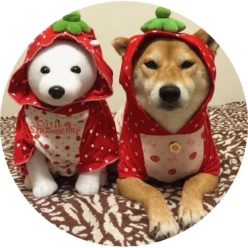 сиба ину, shiba inu, собачка сиба ину, сиба ину акита ину, бигль щенок рождество