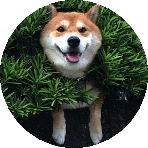 shiba inu, siba inu, la race de siba est, siba est un chien, sourires de chien de la race de siba inu