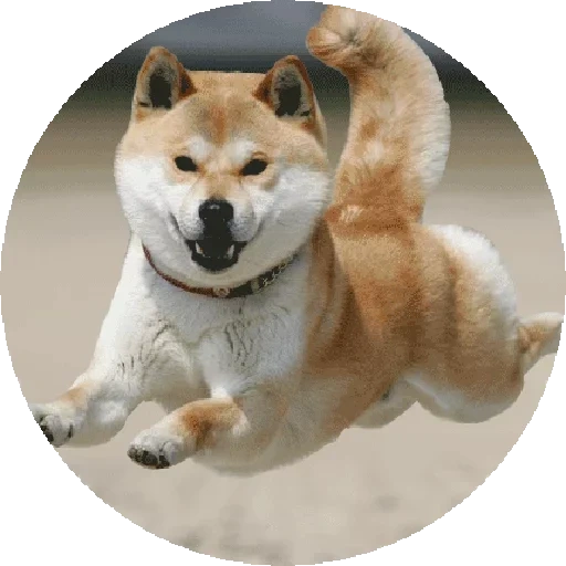 shiba dog, shiba dog, akita dog, shiba dog, chiba dog akita dog