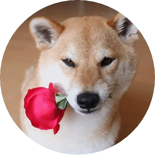 shiba inu, siba inu, shiba inu, bonus shiba, siba est rouge