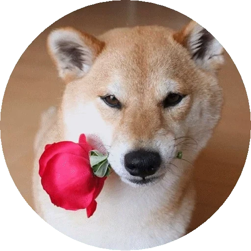 шиба ину, сиба-ину, shiba inu, бонус shiba, сиба ину рыжий