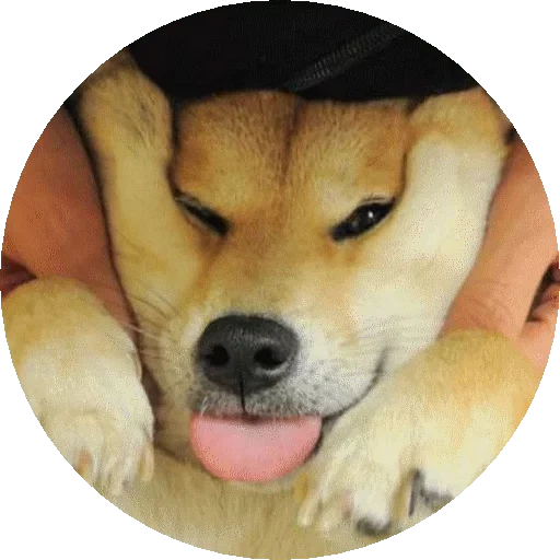 shiba, akita dog, shiba inu, i found out, akita dog cheek