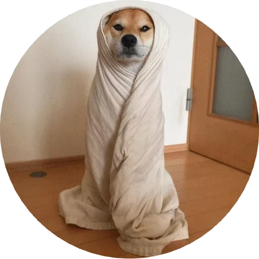 собака, shiba inu, собака одеяле, животные милые, собачка одеялке