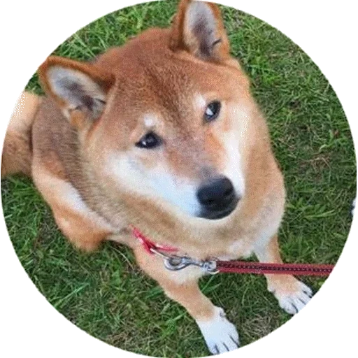 шиба ину, сиба-ину, shiba inu, сиба ину doge, собака шиба ину