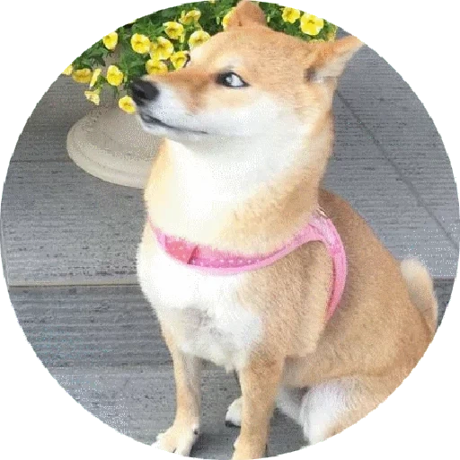 chiba, cão de madeira, cão de madeira, shiba inu, bônus chiba