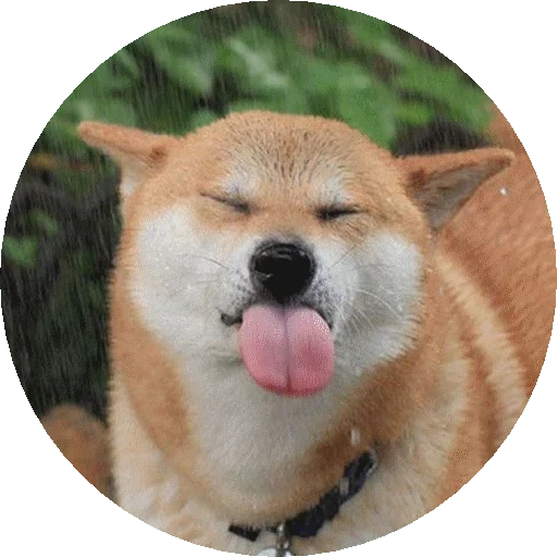 cão de madeira, cão de madeira, cão akita, shiba inu, cão de madeira engraçado