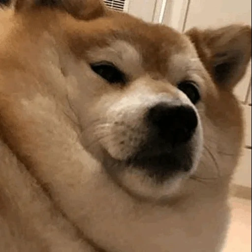 shiba, siba inu, shiba inu, le chien est un animal