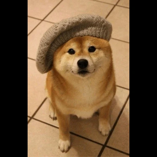 doge, shiba, сиба-ину, shiba inu, собака сиба ину