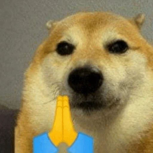 doge, memes, doge meme, shiba inu, doge meme