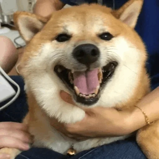 shiba inu, akita siba inu, siba adalah trah, anjing siba inu, siba inu akita inu