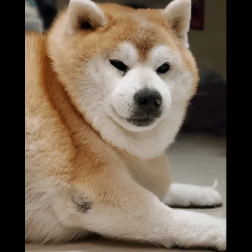 akita, akita hund, die rasse akita, die rasse akita ist, die rasse von hunden akita