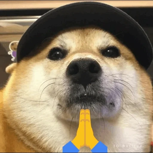 animais, bork meme, doge meme, os animais são fofos, foto original de cheems