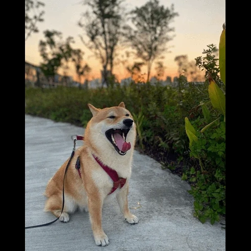 shiba, shiba inu, anjing akita, anjing siba inu, anjing siba adalah