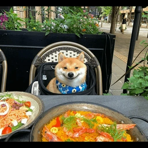 siba inu, o cachorro é um animal, bom menino, siba é um cachorro, sorrisos de cachorro da raça de siba inu