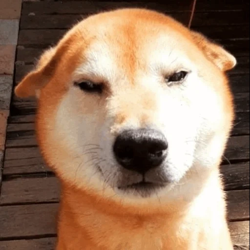 akita inu, senyum anjing, akita adalah seekor anjing, anjing tersenyum akita inu, anjing breed siba-inu