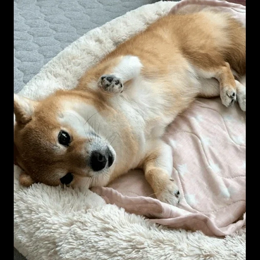 hunde, hund, rot gehärteter hund, der hund ist ein tier, shibas hund