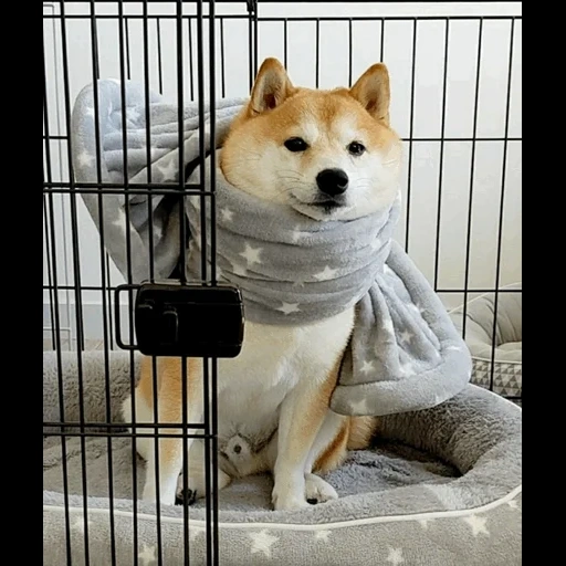 shiba inu, akita hund, akita siba inu, der hund von siba inu, siba inu akita inu