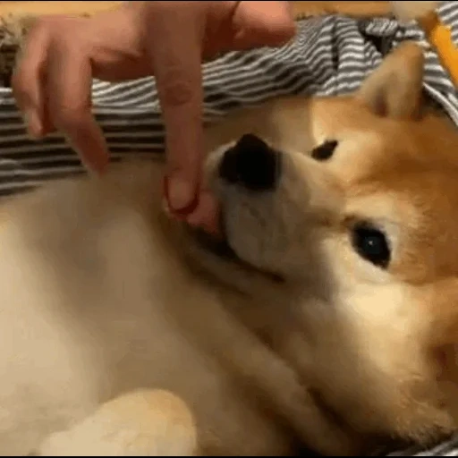 shiba, собака, собачки, shiba inu, собака сиба ину