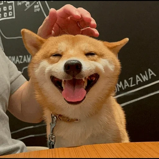 shiba inu, la race de siba est, le chien sourit uni, chien sourit siba inu, akita et un sourire de chien