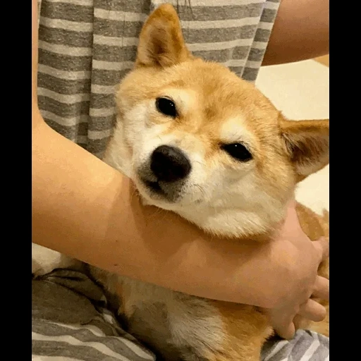 chien, shiba inu, chienne de siba, akita siba inu, le chien de siba inu