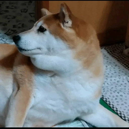 cachorro akita, a raça akita, akita é um cachorro, a raça akita é, cão da raça akita